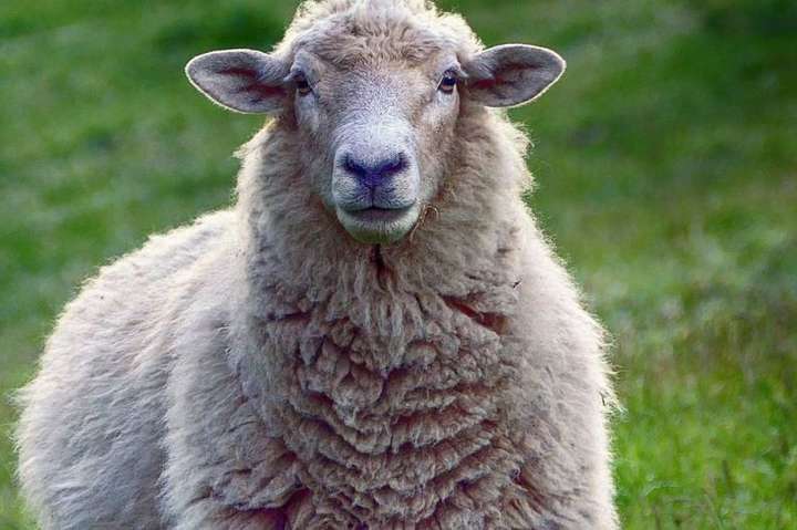 Вівцям-«мандрівницям» знайшли притулок на екофермі Одещини