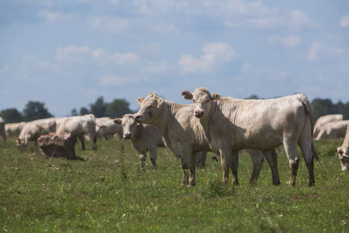«Укрлендфармінг» Бахматюка вирощує худобу за канадською технологією