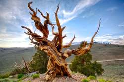 Опубликованные фото старейших деревьев, которые видели войны, голод и десятки поколений