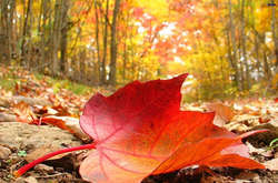 Прогноз погоди на 6 листопада