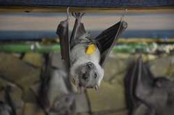 Малюки єгипетської летючої собаки народилися в Одеському зоопарку