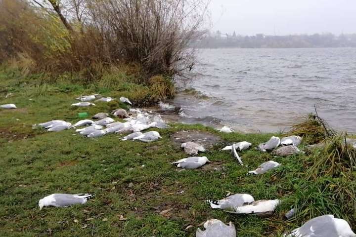 На Тернопільщині масово загинули птахи