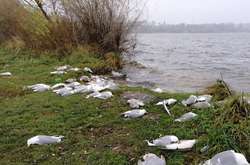 На Тернопільщині масово загинули птахи
