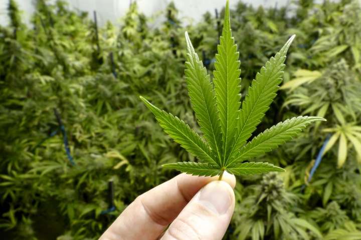 У США побільшало штатів, у яких легалізували марихуану
