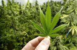 У США побільшало штатів, у яких легалізували марихуану