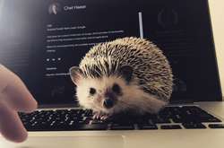 Очаровательный ежик из Украины покорил Instagram