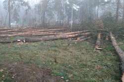 У Києві невідомі почали вирубувати отруєні дерева біля метро «Лісова»