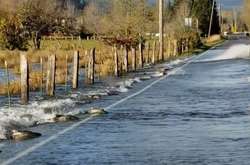 Не задавите рыбу! В США автомобильную дорогу переплыл лосось