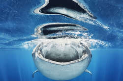 Опубликованы снимки победителей конкурса «Европейский фотограф природы 2018 года»