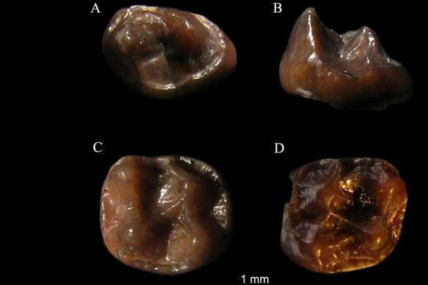 В Кении найдены окаменелости самой маленькой человекообразной обезьяны в истории