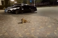 В елітному районі Одеси ходить самотнє левеня (відео)