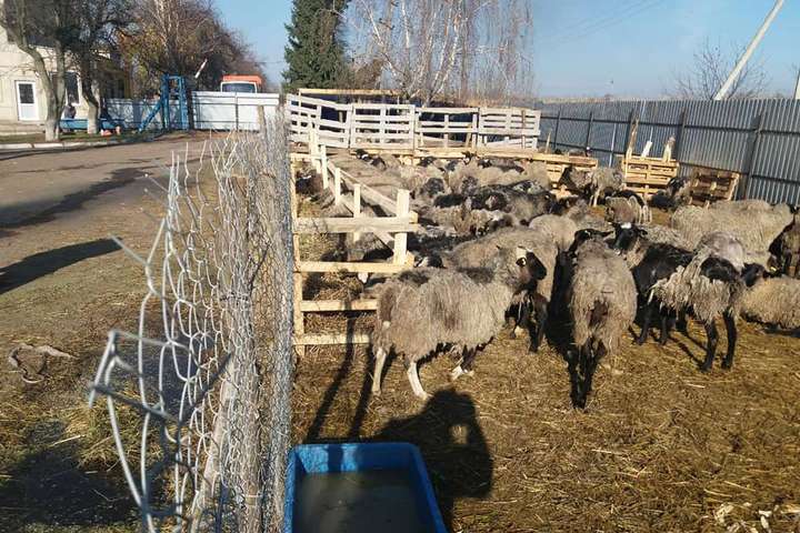 На спецмайданчику тварини перебуватимуть 21 день - Овець, що два тижні стояли у порту, привезли на ферму в Одесі