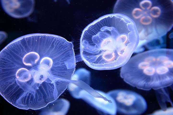 Науковці пропонують використовувати медуз як добриво