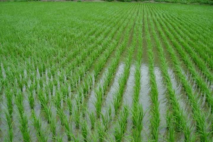На Херсонщині зібрали 47 тисяч тонн рису