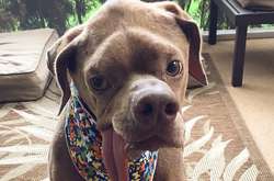 @ murraythedisableddog 