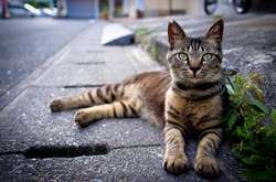 Чоловік заподіяв коту пошкоджень, що призвело до каліцтва тварини