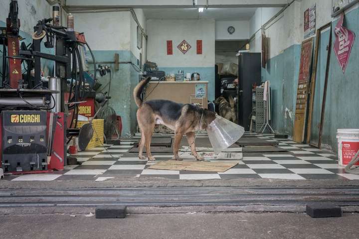 Справжні друзі людини. Зворушливі фотографії собак в гаражах Гонконгу