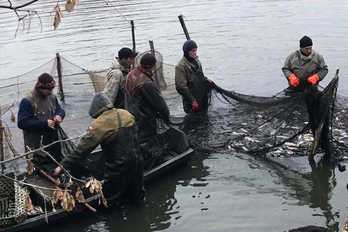 До річки Рось запустили майже 5 тонн риби