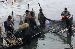 До річки Рось запустили майже 5 тонн риби