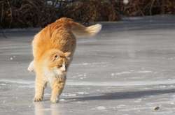 15 ноября в столице ожидается снег, на дорогах - гололедица