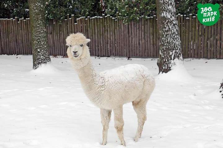 Мешканці київського зоопарку зустріли перший сніг: з’явилися кумедні фото