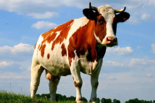 ​Господарства Одещини отримали 3,4 мільйона гривень дотації на утримання корів