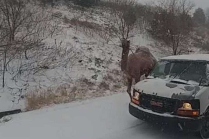 Чекав поліцію: у США на засніженій дорозі помітили верблюда