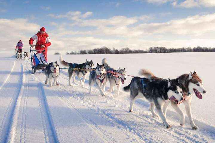 У Данії собачі упряжки визнали офіційним видом транспорту та спорту