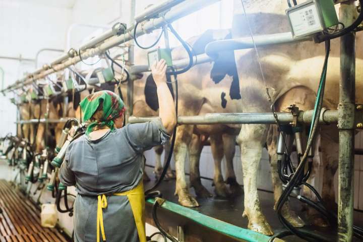 Україна скоротила виробництво молока у січні-жовтні на 2%