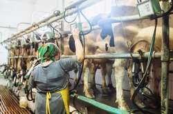 Україна скоротила виробництво молока у січні-жовтні на 2%