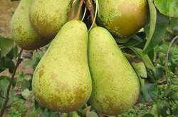 Фермери Бельгії і Нідерландів контрабандно возять груші до РФ в обхід санкцій – ЗМІ