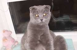 Життя чоловікові врятувала домашня улюблениця