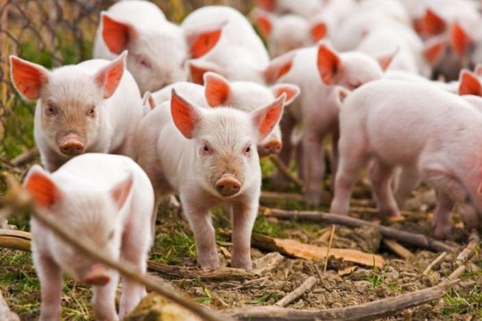 Из-за африканской чумы поголовье свиней в Украине сократилось на миллион