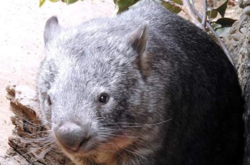 Ученые выяснили, почему фекалии вомбатов имеют кубическую форму