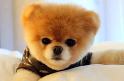 Нейросеть показала промежуточные стадии между шпицем и гранатом: забавные фото