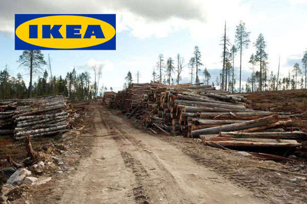IKEA стала крупнейшим владельцем лесов в Литве