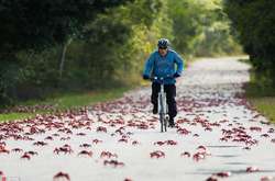 Фантастические кадры миграции крабов на острове Рождества