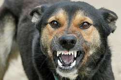  Сказ передається від хворих тварин через укус або ослинення шкіри чи слизових оболонок 