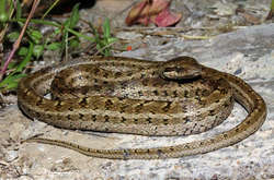 Візерунковий полоз занесений до Червоної книги&nbsp;