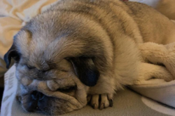 Забота о ближнем: IKEA пускает к себе погреться бездомных собак