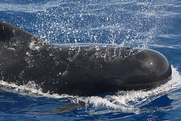 В Новой Зеландии на берег выбросились 145 черных дельфинов. Ученые не знают, почему