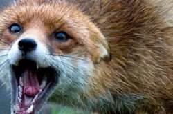 У двох районах Прикарпатя оголосили карантин через сказ лисиць