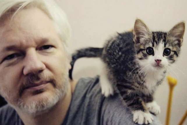 Основателю WikiLeaks пришлось расстаться со своим котом. Подборка фото любимого питомца Ассанжа