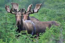 Суд исключил европейского лося из Красной книги Украины – животное оказалось под прицелом охотников