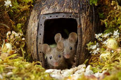 Фотограф нашел в саду мышиное семейство и построил для него целую деревню