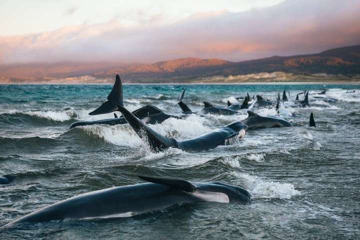 Массовая гибель дельфинов в Новой Зеландии: «У них стояли слезы в глазах»
