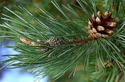 Головні лісники країни планують цього року реалізувати близько 500 тисяч новорічних ялинок