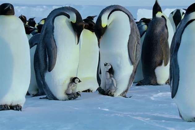 Съемочную группу BBC раскритиковали за то, что она спасла пингвинов в Антарктиде