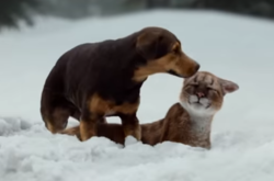 В сети появился трогательный трейлер семейного фильма «Путь домой»