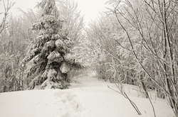 У Карпатах висота снігового покриву досягає 33 см